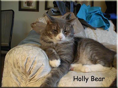 Holly Bear